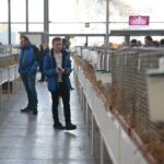 08.12.2019. Kielce. Świętokrzyska Wystawa Gołębi i Królików / Wiktor Taszłow / Radio Kielce