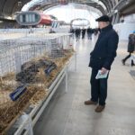 08.12.2019. Kielce. Świętokrzyska Wystawa Gołębi i Królików / Wiktor Taszłow / Radio Kielce