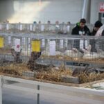 08.12.2019. Kielce. Świętokrzyska Wystawa Gołębi i Królików / Wiktor Taszłow / Radio Kielce