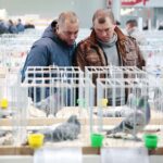 08.12.2019. Kielce. Świętokrzyska Wystawa Gołębi i Królików / Wiktor Taszłow / Radio Kielce