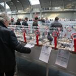 08.12.2019. Kielce. Świętokrzyska Wystawa Gołębi i Królików / Wiktor Taszłow / Radio Kielce