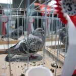 08.12.2019. Kielce. Świętokrzyska Wystawa Gołębi i Królików / Wiktor Taszłow / Radio Kielce