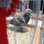 08.12.2019. Kielce. Świętokrzyska Wystawa Gołębi i Królików / Wiktor Taszłow / Radio Kielce