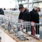 08.12.2019. Kielce. Świętokrzyska Wystawa Gołębi i Królików / Wiktor Taszłow / Radio Kielce