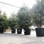 Kielce. 16.12.2019. Akcja "Ekologiczne Święta z WFOŚiGW w Kielcach" / Wiktor Taszłow / Radio Kielce