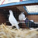 Brynica. 19.12.2019. Żywa szopka w Brynicy / Wiktor Taszłow / Radio Kielce