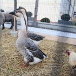 Brynica. 19.12.2019. Żywa szopka w Brynicy / Wiktor Taszłow / Radio Kielce