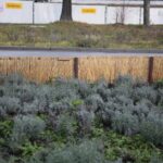 20.12.2019. Kielce. Przyuliczne maty chroniące roślinność od soli drogowej / Wiktor Taszłow / Radio Kielce