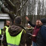 04.12.2019. Zagnańsk. Dąb Bartek. Prace ochronne / RDLP w Radomiu