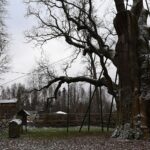 04.12.2019. Zagnańsk. Dąb Bartek. Prace ochronne / RDLP w Radomiu