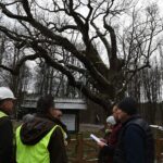 04.12.2019. Zagnańsk. Dąb Bartek. Prace ochronne / RDLP w Radomiu