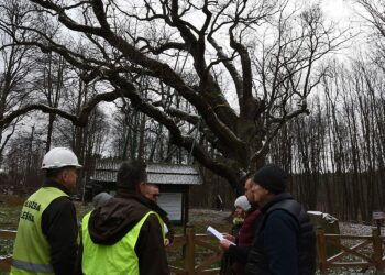 04.12.2019. Zagnańsk. Dąb Bartek. Prace ochronne / RDLP w Radomiu