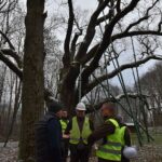 04.12.2019. Zagnańsk. Dąb Bartek. Prace ochronne / RDLP w Radomiu
