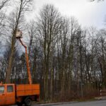 04.12.2019. Zagnańsk. Dąb Bartek. Prace ochronne / RDLP w Radomiu