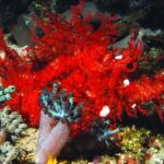 17.11.2020. Kielce. Wystawa „Podwodny świat” / Filharmonia Świętokrzyska