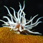 17.11.2020. Kielce. Wystawa „Podwodny świat” / Filharmonia Świętokrzyska