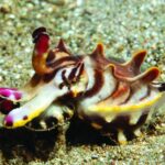 17.11.2020. Kielce. Wystawa „Podwodny świat” / Filharmonia Świętokrzyska