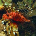 17.11.2020. Kielce. Wystawa „Podwodny świat” / Filharmonia Świętokrzyska