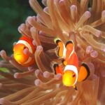 17.11.2020. Kielce. Wystawa „Podwodny świat” / Filharmonia Świętokrzyska