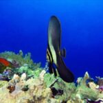 17.11.2020. Kielce. Wystawa „Podwodny świat” / Filharmonia Świętokrzyska