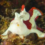 17.11.2020. Kielce. Wystawa „Podwodny świat” / Filharmonia Świętokrzyska