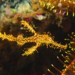 17.11.2020. Kielce. Wystawa „Podwodny świat” / Filharmonia Świętokrzyska