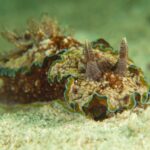 17.11.2020. Kielce. Wystawa „Podwodny świat” / Filharmonia Świętokrzyska