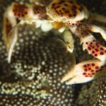 17.11.2020. Kielce. Wystawa „Podwodny świat” / Filharmonia Świętokrzyska