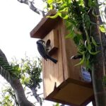 Sikorka karmi swoje pisklęta w budce lęgowej od Radia Kielce / Mjr Andrzej Szostak / CPdMZ