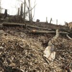 21.01.2020. Kielce. Wycięte drzewa na skarpie przy ulicy Ogrodowej / Jarosław Kubalski / Radio Kielce