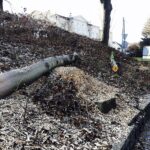 21.01.2020. Kielce. Wycięte drzewa na skarpie przy ulicy Ogrodowej / Jarosław Kubalski / Radio Kielce