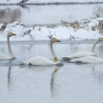 Ornitolodzy policzyli ptaki