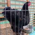 18.01.2020. Starachowice. Wystawa Gołębi Rasowych i Drobiu Ozdobnego / Anna Głąb / Radio Kielce