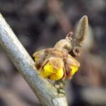 16.01.2020 Busko-Zdrój. Oznaki wiosny w styczniu / Kamil Oliwkiewicz / Stowarzyszenie "Nasz Region Ponidzie"