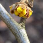 16.01.2020 Busko-Zdrój. Oznaki wiosny / Kamil Oliwkiewicz / Stowarzyszenie "Nasz Region Ponidzie"