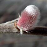 16.01.2020 Busko-Zdrój. Oznaki wiosny / Kamil Oliwkiewicz / Stowarzyszenie "Nasz Region Ponidzie"