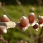 16.01.2020 Busko-Zdrój. Oznaki wiosny / Kamil Oliwkiewicz / Stowarzyszenie "Nasz Region Ponidzie"