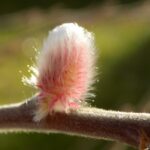 16.01.2020 Busko-Zdrój. Oznaki wiosny / Kamil Oliwkiewicz / Stowarzyszenie "Nasz Region Ponidzie"