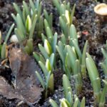 16.01.2020 Busko-Zdrój. Oznaki wiosny / Kamil Oliwkiewicz / Stowarzyszenie "Nasz Region Ponidzie"