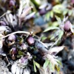 21.01.2020. Kielce. Ogród botaniczny. Ciemiernik czerwonawy / Jarosław Kubalski / Radio Kielce