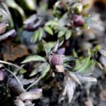 21.01.2020. Kielce. Ogród botaniczny. Ciemiernik czerwonawy / Jarosław Kubalski / Radio Kielce