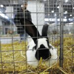 26.01.2020. Kielce. Wystawa królików w Targach Kielce / Jarosław Kubalski / Radio Kielce