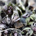 21.01.2020. Kielce. Ogród botaniczny. Ciemiernik czerwonawy / Jarosław Kubalski / Radio Kielce