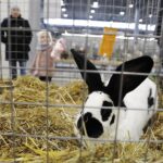 26.01.2020. Kielce. Wystawa królików w Targach Kielce / Jarosław Kubalski / Radio Kielce