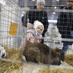 26.01.2020. Kielce. Wystawa królików w Targach Kielce / Jarosław Kubalski / Radio Kielce