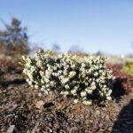 21.01.2020. Kielce. Ogród botaniczny. Wrzośce / Jarosław Kubalski / Radio Kielce