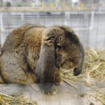 26.01.2020. Kielce. Wystawa królików w Targach Kielce / Jarosław Kubalski / Radio Kielce