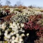 21.01.2020. Kielce. Ogród botaniczny. Wrzośce / Jarosław Kubalski / Radio Kielce