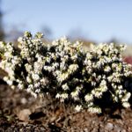 21.01.2020. Kielce. Ogród botaniczny. Wrzośce / Jarosław Kubalski / Radio Kielce