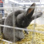 26.01.2020. Kielce. Wystawa królików w Targach Kielce / Jarosław Kubalski / Radio Kielce